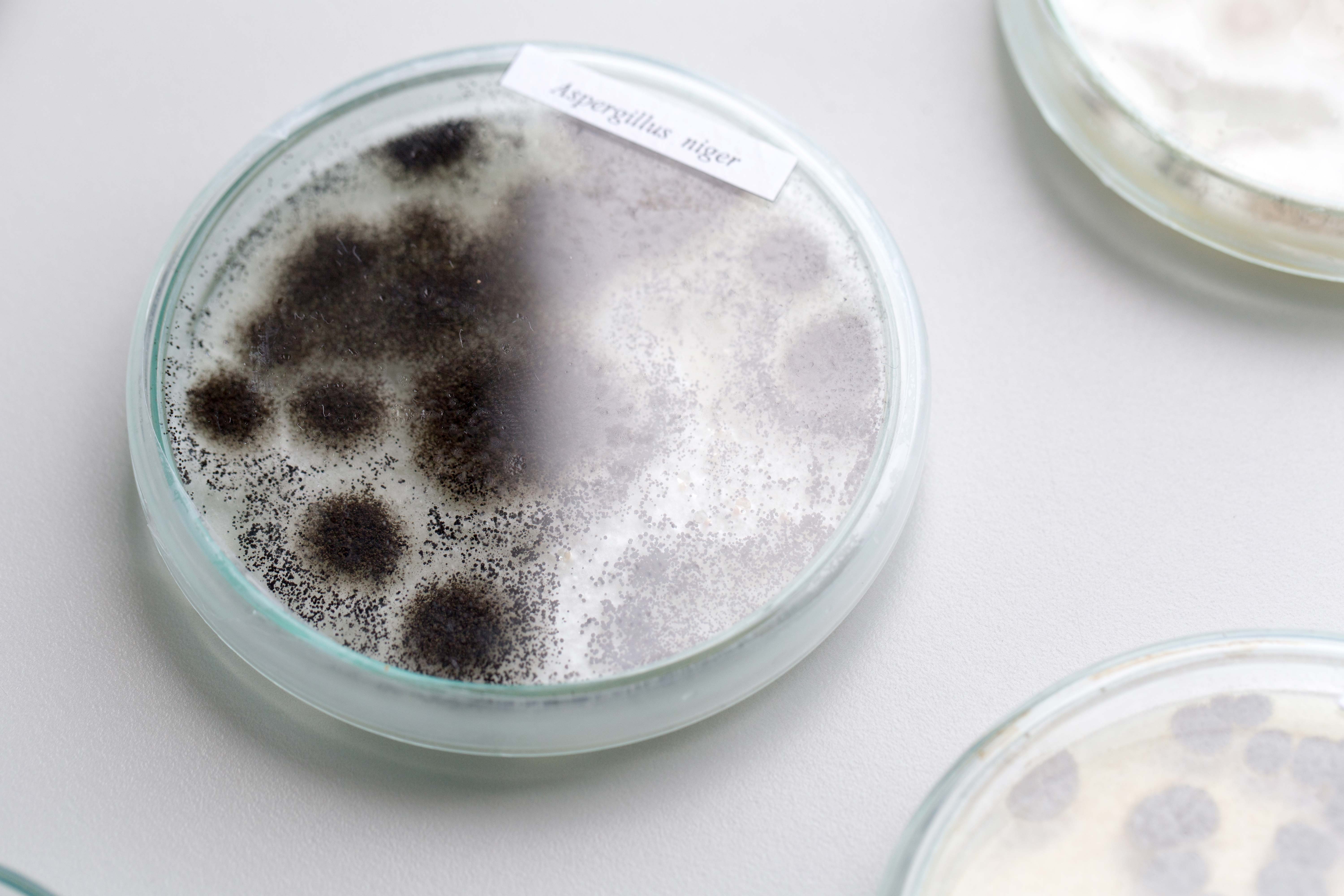 Exemples de moisissures