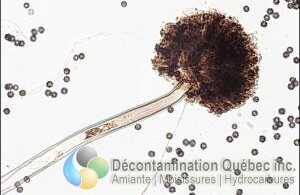 Décontamination Qc